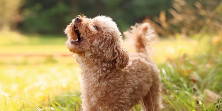 Maltipoo barking standing on grass