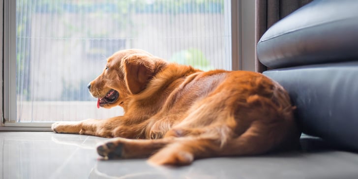 A labrador laying down by a couch.