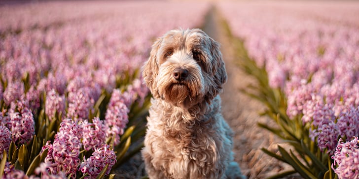 Labradoodle in field of flowers