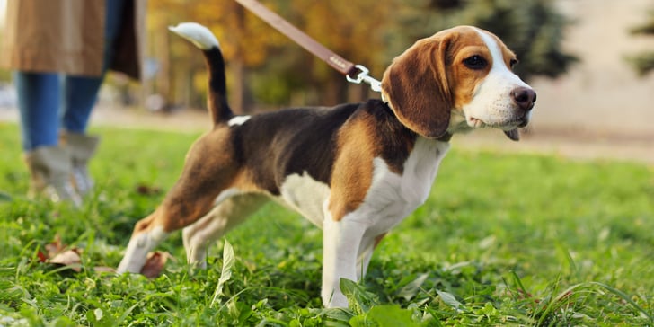 A beagle on a lead pulling away from its owner.