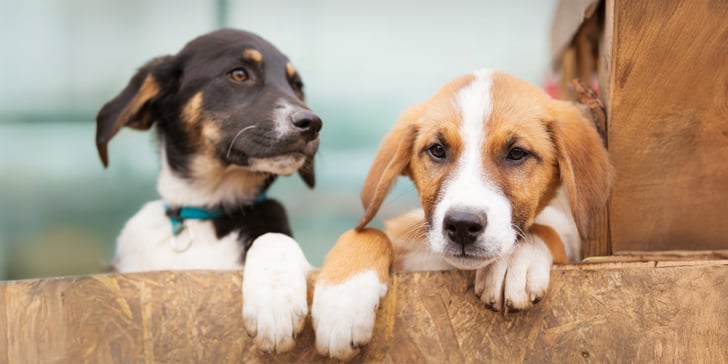 Two puppies standing up against a fence.