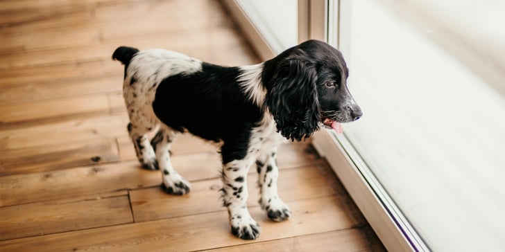 A puppy springer spaniel looking out of a door.