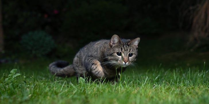 cat stalking through the grass at night