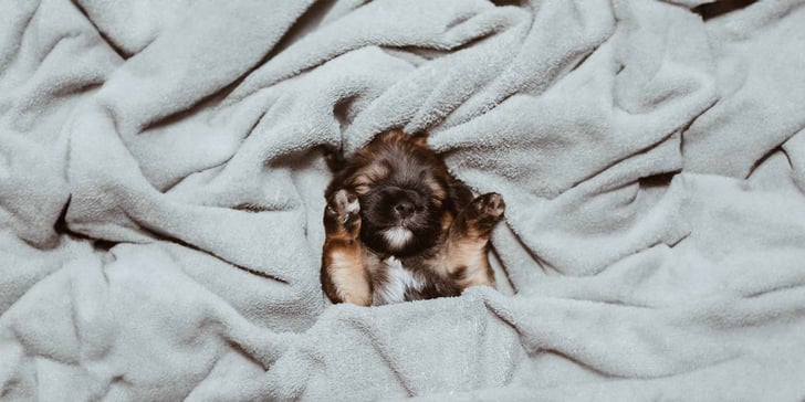 Puppy sleeping in blanket