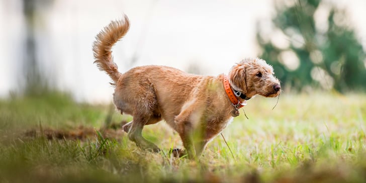 Labradoodle with orange collar running through the grass