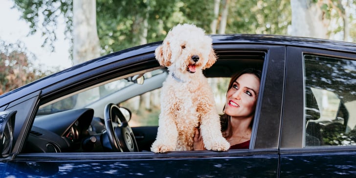 A Cockapoo standing on his owner's knee and looking out of a car window.