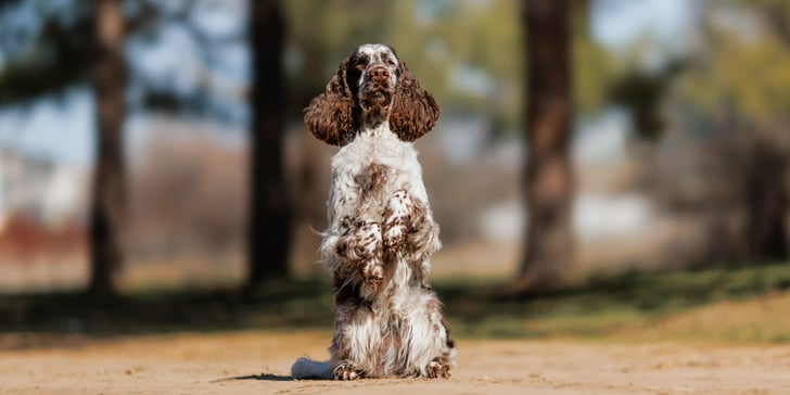 A springer spaniel sitting up on his hind legs outdoors.