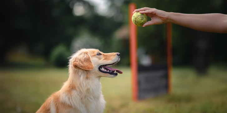 A golden retriever looking up at a ball.