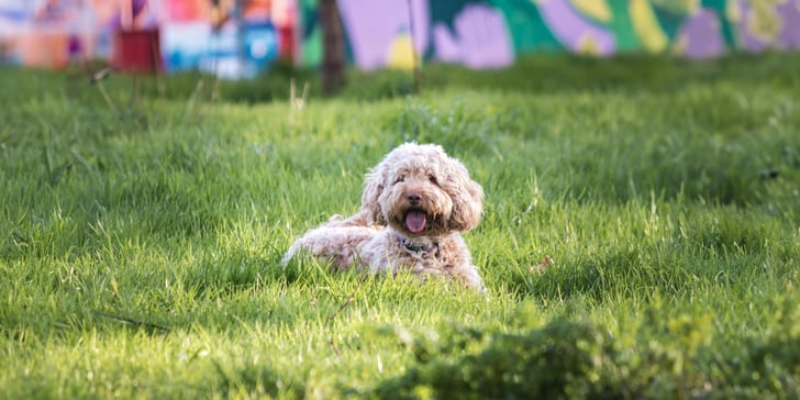 A Cockapoo laying down in grass.