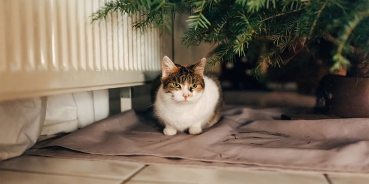 An adult cat sitting under a Christmas tree indoors.