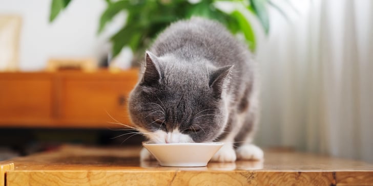 A british shorthair drinking milk out of a bowl.
