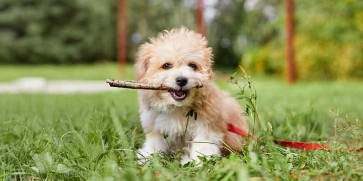 teacup maltipoo with stick in mouth