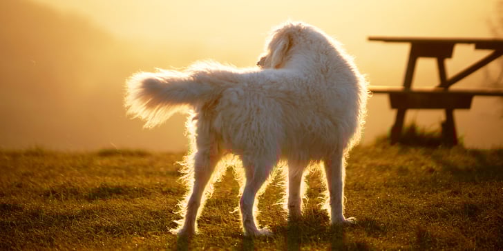 A labradoodle standing outdoors in golden hour by a picnic bench.