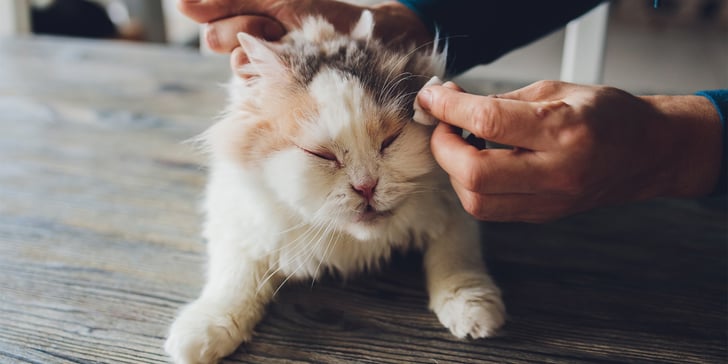 a cat getting his eyes wiped by his owner