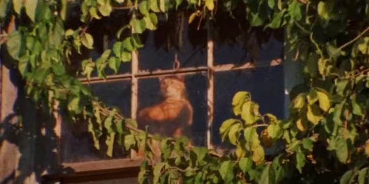 A ginger cat looking out of a window.