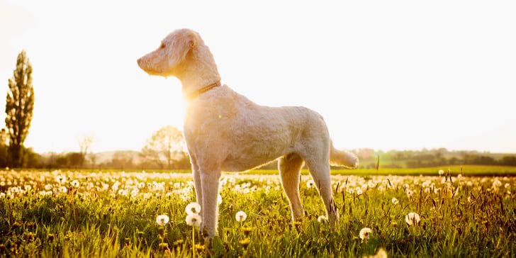 A labradoodle standing in a field of dandelions.