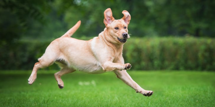 A cream Labrador jumping through the air.