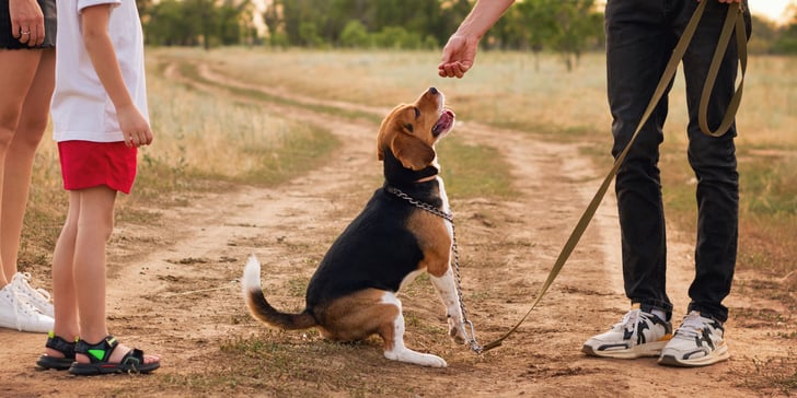 A Beagle sitting down waiting for a treat.