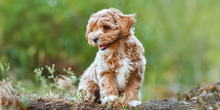 A Maltipoo puppy standing outdoors.