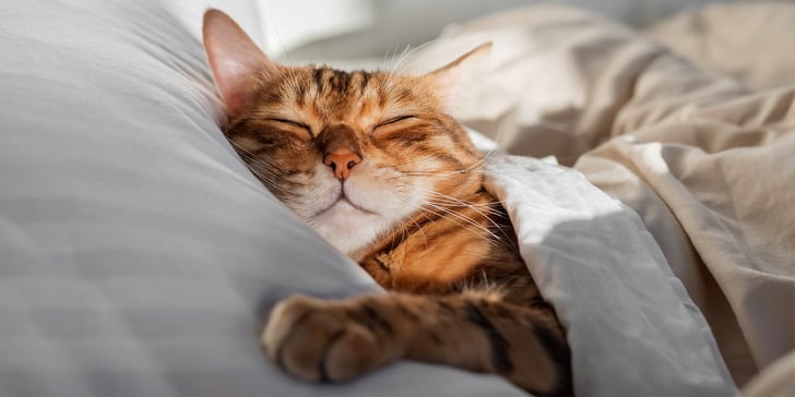 A bengal cat laying down in bed.