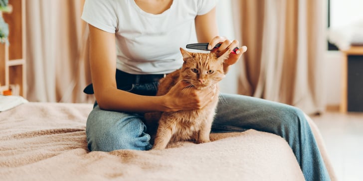 A ginger cat being brushed.