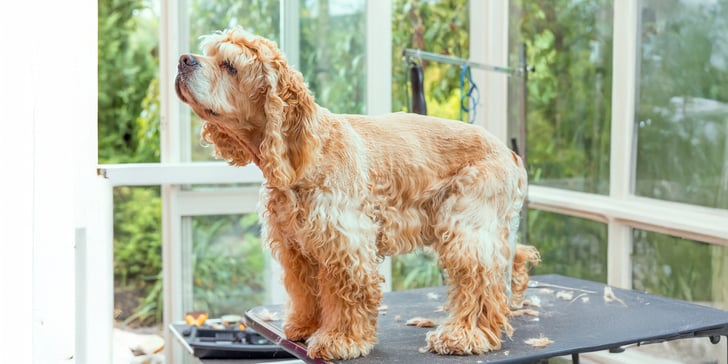 Golden Cocker spaniel on a grooming table standing 