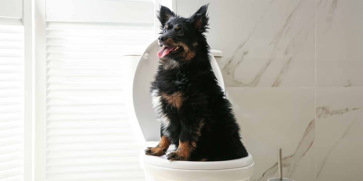 dog sitting on a toilet