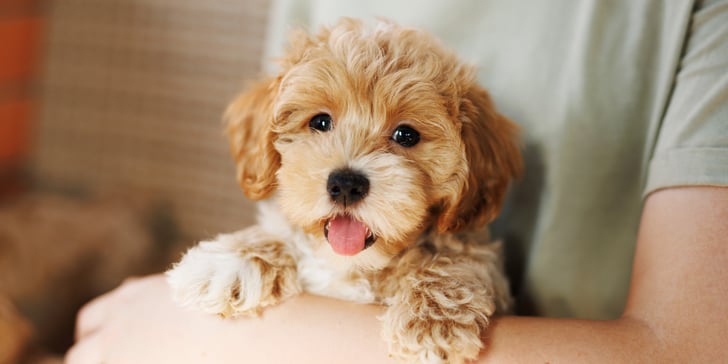Maltipoo sitting in arm of owner with tongue poking out