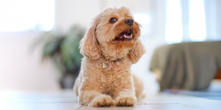 A cream Cavapoo laying down.
