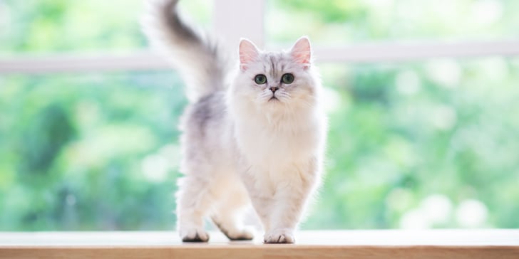White cat standing on a window ledge