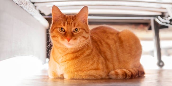 A ginger cat in a loaf position.