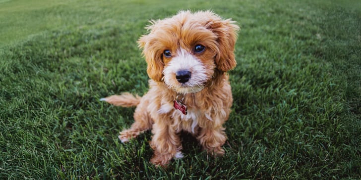 A puppy sitting on grass.