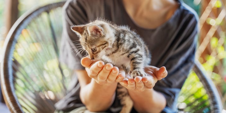 kitten sitting in hand of owner