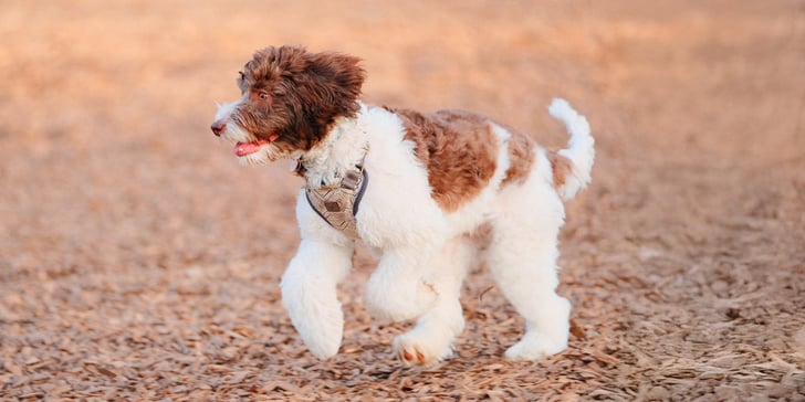 A brown and white labradoodle outdoors.