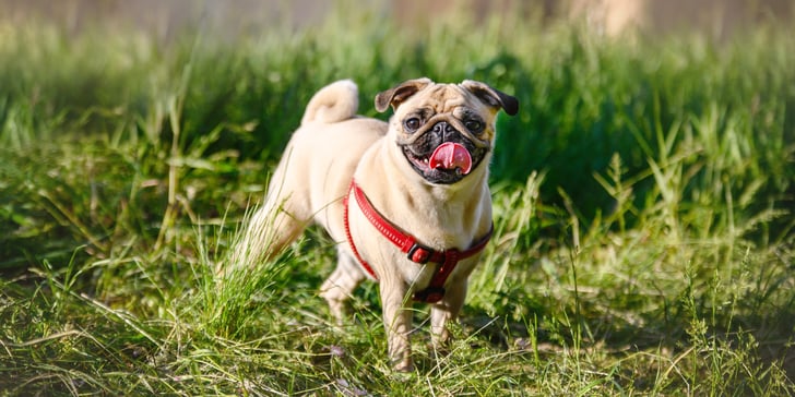 A Pug standing in grass.