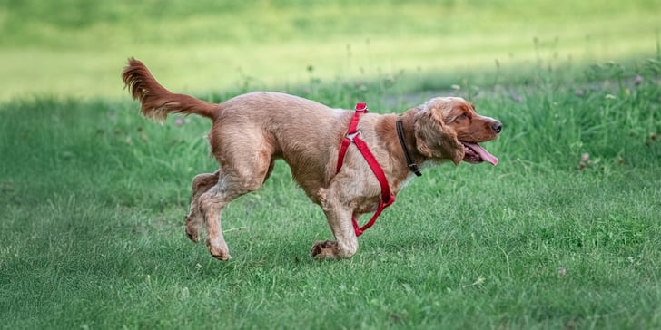 Cocker Spaniel with sport cut running on grass