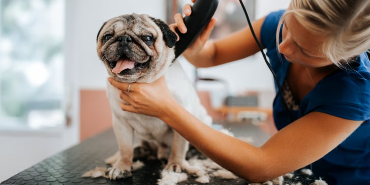 A Pug being groomed by a woman.