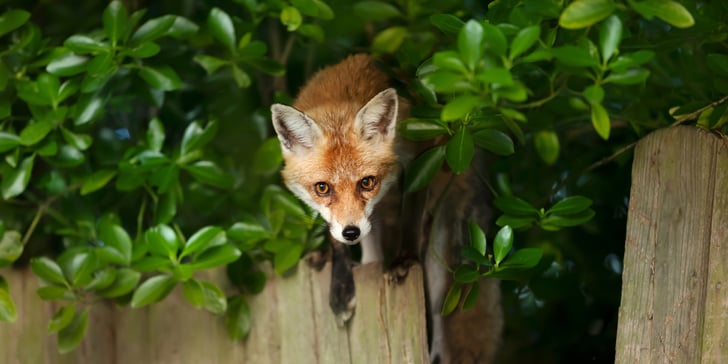 Fox coming out of a bush