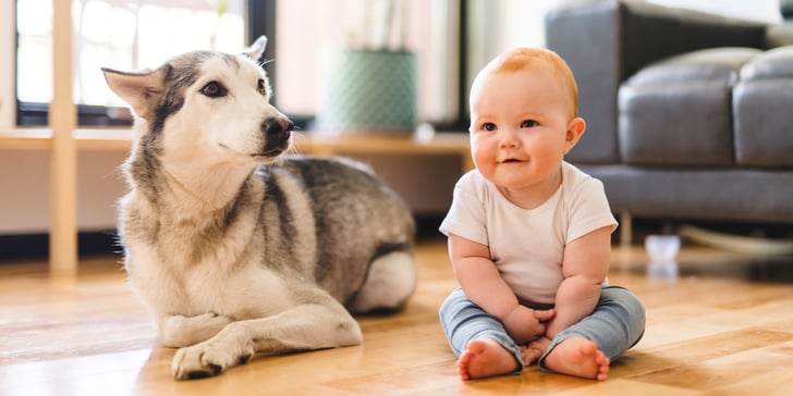 A husky laying next to a baby.