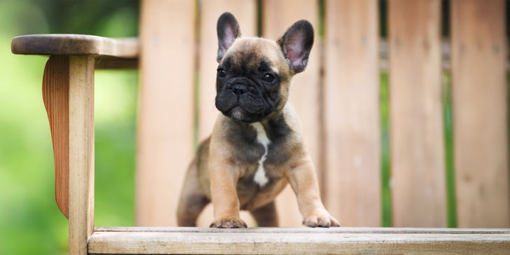 A puppy french bulldog sitting on a chair outdoors.