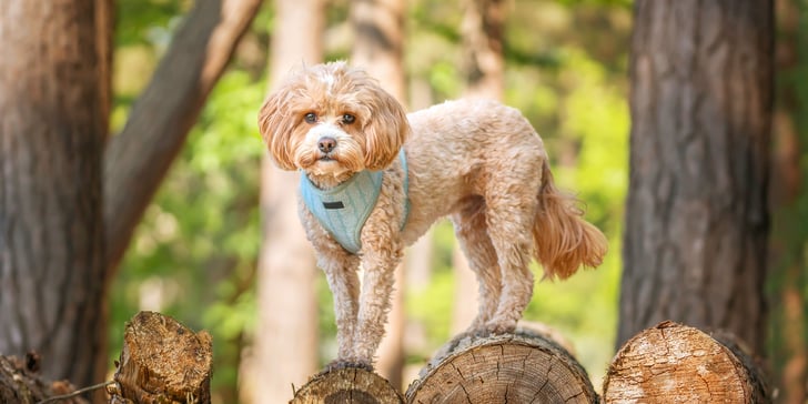 A cavapoo wearing a blue harness standing on a log.