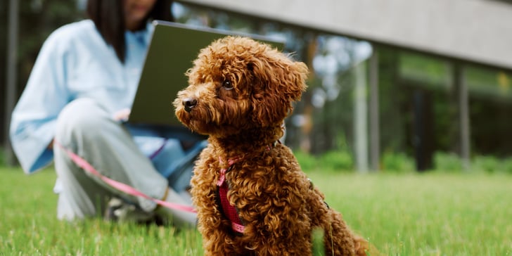 maltipoo sitting with harness  and lead outside in front of owner on laptop