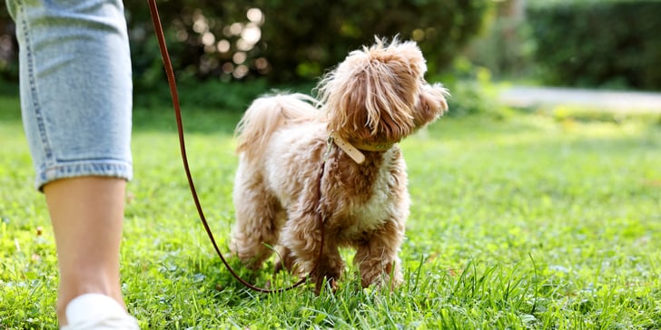A cavapoo standing on grass.