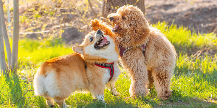 A cavapoo hitting a corgi.