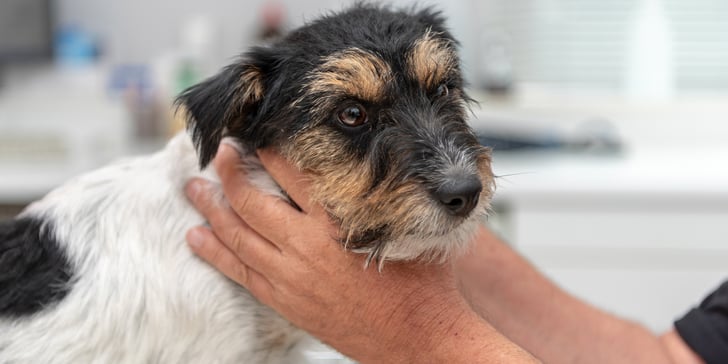 Jack Russell with vets hands around face