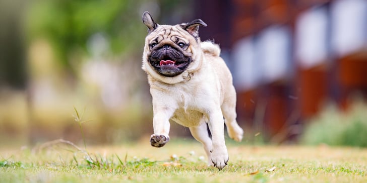 A Pug running on grass.