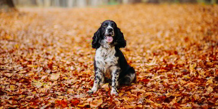 A black and white spotted springer spaniel sitting amongst orange leaves.