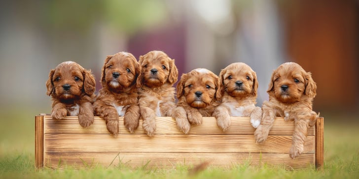 6 Cavapoos in a wooden box.