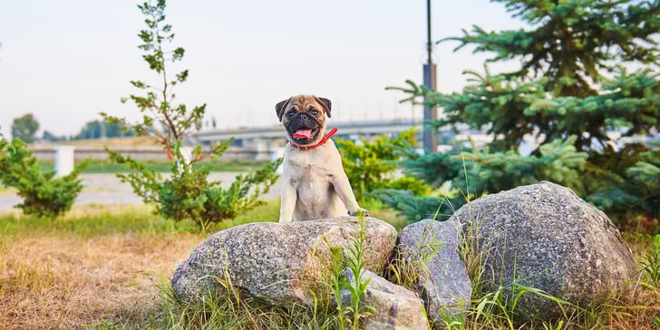 Pug with tongue out looking over a rock