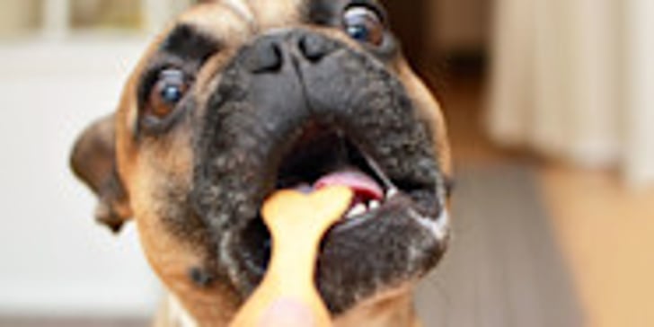 Can Dogs Eat Ginger Biscuits Our Expert Advice